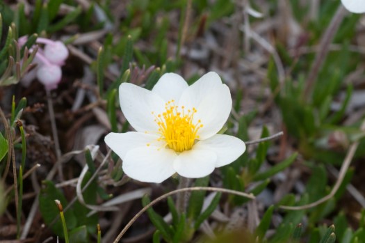 Mountain Avens were abundant on the tundra ridges